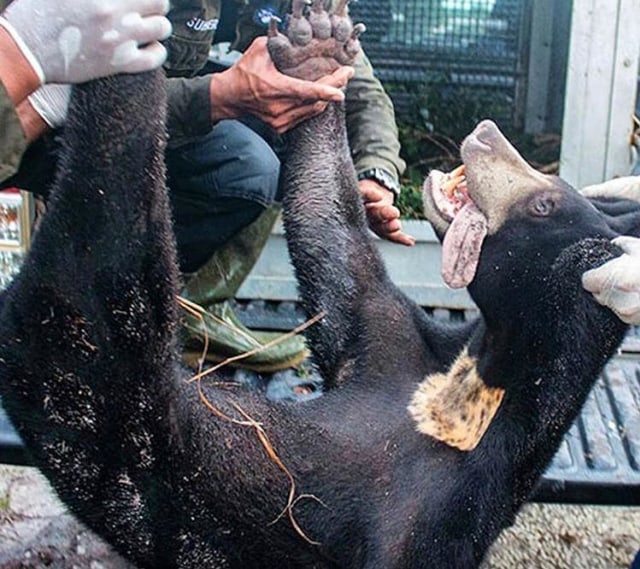 Beruang Madu bernama Nanjung dievakuasi oleh tim penyelamat. Foto: Dok IAR Indonesia