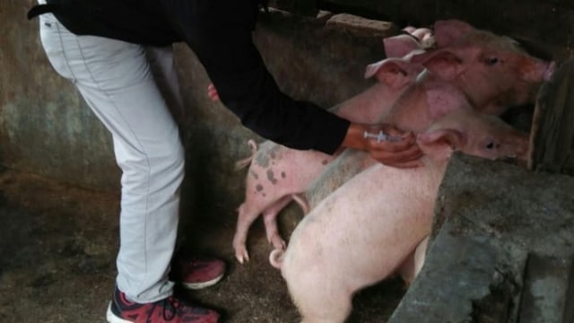 Vaksinasi ternak babi di Kabupaten Tapanuli Utara | foto : Sumut News