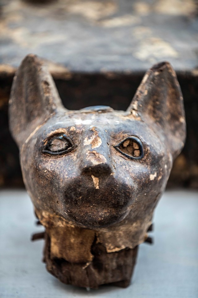 Temuan arkeologi baru, patung kepala kucing saat dipamerkan di Kairo, Mesir. Foto: AFP/Khaled DESOUKI
