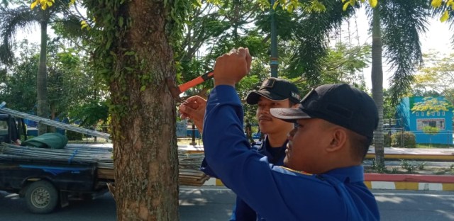 Tim pembersih pohon melakukan pencabutan paku di sejumlah ruas jalan protokol Pangkalan Bun. (Foto: Joko Hardyono)