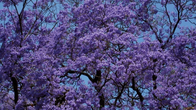 Foto Pohon Bunga Jacaranda di Kota Pretoria (Lynn Greyling/www.publicdomainpictures.net)