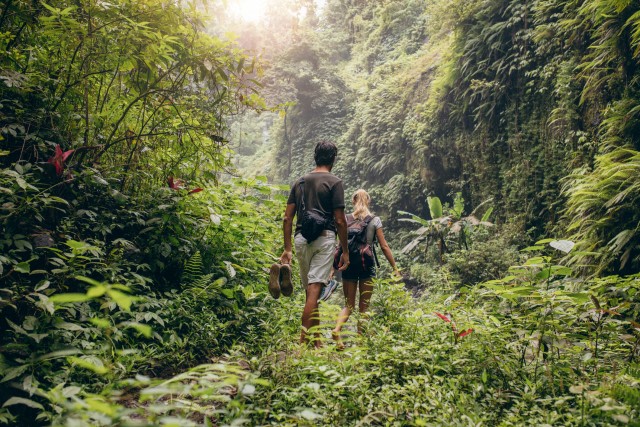 Ilustrasi hutan (Foto: Dok. Thinkstock)