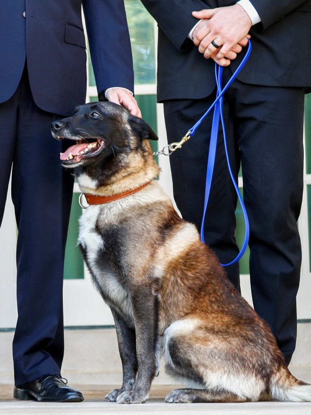 Conan, anjing militer AS, diundang ke Gedung Putih. Foto: REUTERS/Tom Brenner