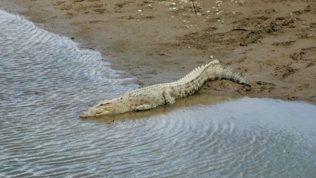 Buaya tepi sungai. Foto: AFP/VALENTINO DARIELL DE SOUSA