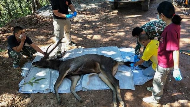 Dokter hewan bersiap memeriksa kijang yang mati di Taman Nasional Khun Sathan di Provinsi Nan Thailand Foto: AFP / Kantor Wilayah Konservasi Wilayah 13