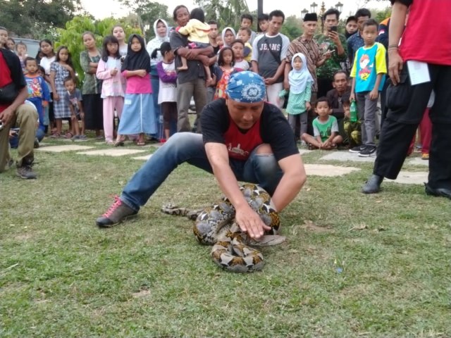 Heru Gundul mempraktekkan bagaimana memegang ular di acara Festival Ular Indonesia di Ngadirejo, Borobudur pekan lalu. Foto : Agam Shani Rasyid