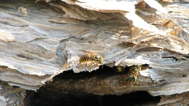 Ilustrasi sarang tawon. Foto : Alabama Cooperative Extension System