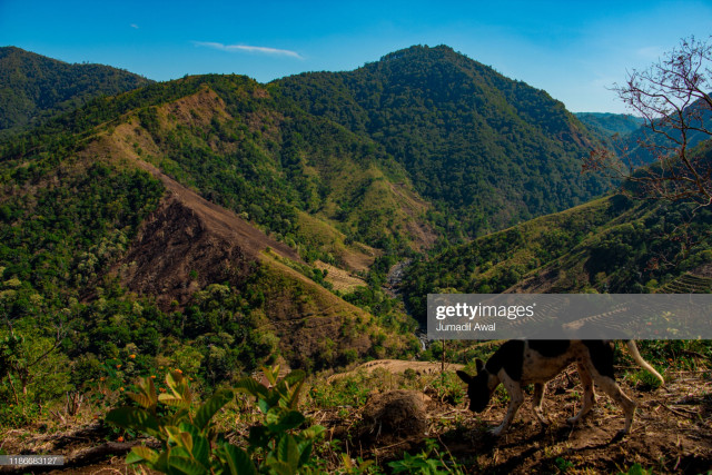 Seperti inilah suasana sekitar desa di Dusun Cindakko, Kabupaten Maros, Sulawesi Selatan. Foto: (Jumadil Awal/Getty Images)