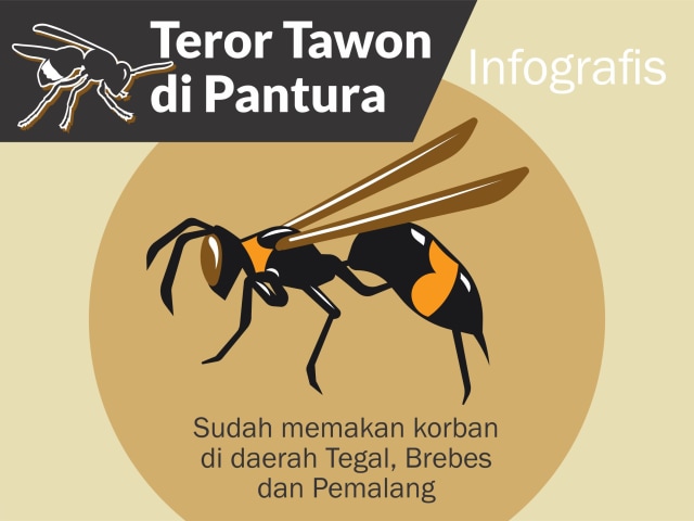Infografik teror tawon vespa. (PanturaPost)