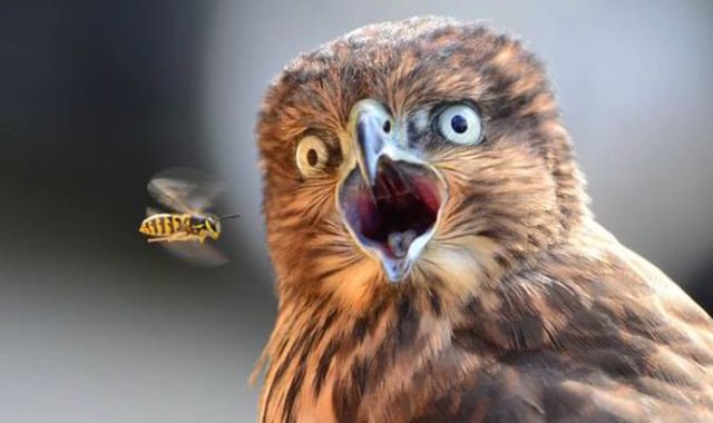 Ilustrasi burung dan tawon vespa. Foto : Daily Express