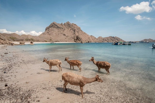 Rusa-rusa menikmati segarnya lautan di Pulau Padar, Labuan Bajo Foto: Dok. Kemenparekraf