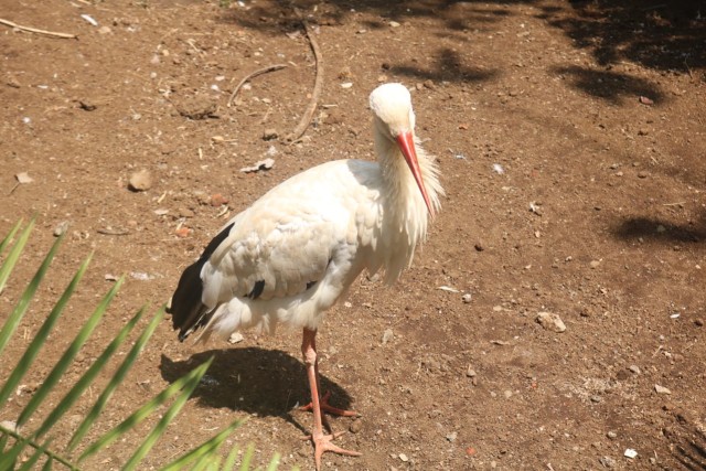 White Stork (Ciconia Ciconia) burung langka Polandia berhasil menetas di Indonesia. Foto:rizaladhi-tugumalang.id