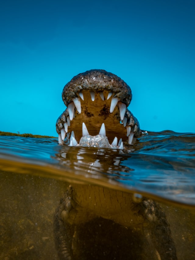 Ilustrasi Buaya. Foto: Shutter Stock