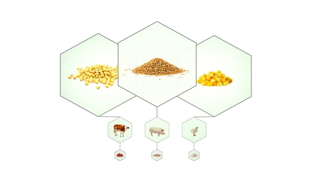 Hewan ternak sebagai middlemen protein nabati (sumber foto: https://gamechangersmovie.com/the-bigger-picture/)
