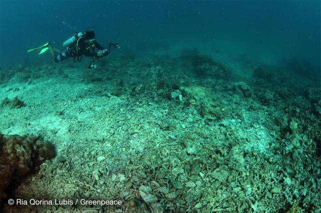 Kondisi terumbu karang yang rusak di Pulau Barrang Caddi, Kepulauan Spermonde, Sulawesi Selatan. Foto: Dok. Greenpeace Indonesia