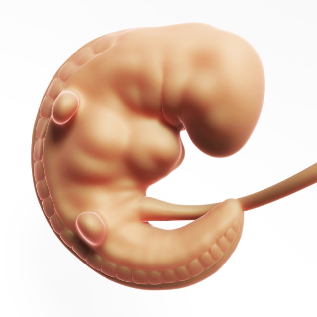 Tahap perkembangan sistem pencernaan janin. Foto: Shutterstock
