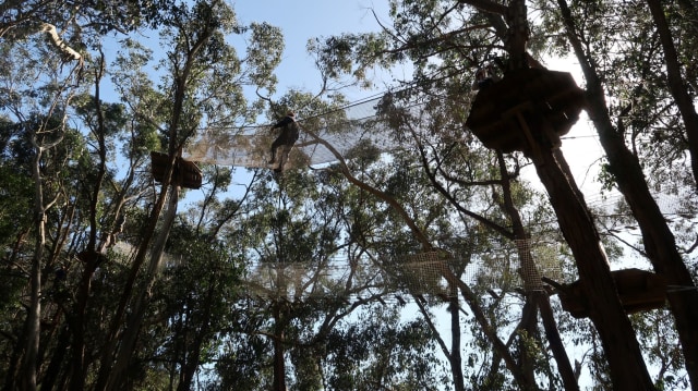 Tree Surfing di Enchanted Adventure Garden