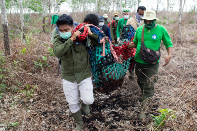 Orang utan yang dievakuasi oleh IAR Indonesia dan BKSDA Kalimantan Barat, Seksi Konservasi Wilayah (SKW) I Ketapang. Foto: Dok. IAR Indonesia