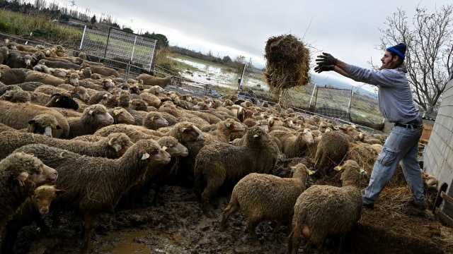 Ilustrasi peternakan domba. Foto: GERARD JULIEN / AFP