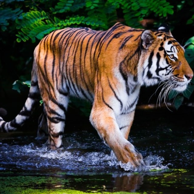Ilustrasi harimau. Foto: Foto: Shutter Stock