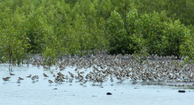 Kawanan burung migran di TN Berbak Sembilang, Sumsel. (foto: Wikipedia)