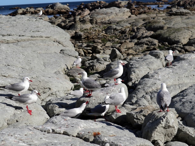 Burung camar berkumpul di tepi Point Kean Seal Colony. Foto: Helinsa Rasputri/kumparan