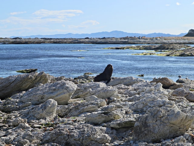 POINT KEAN SEAL COLONY di SELANDIA BARU