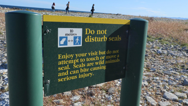 POINT KEAN SEAL COLONY di SELANDIA BARU
