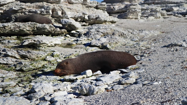 POINT KEAN SEAL COLONY di SELANDIA BARU (COVER)