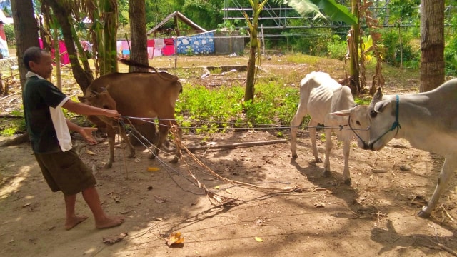 Tiga ekor sapi yang diamankan warga dari tangan pengurus Bumdes. Selasa, (3/12). Foto : Dok Banthayo.id (Rahmat Ali)