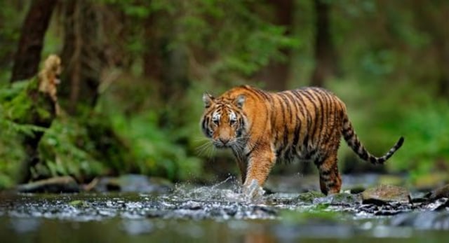 Ilustrasi Harimau Sumatera. (foto: Shutterstock)