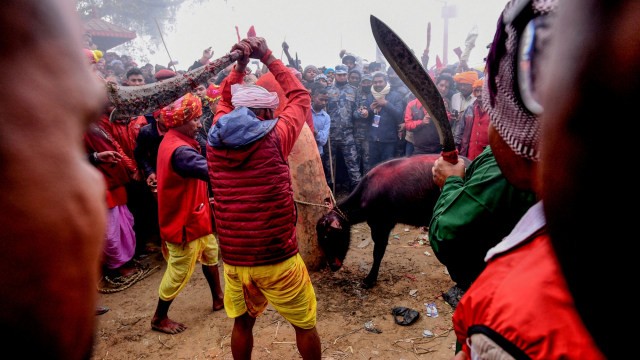 Kurban Hewan Massal di Nepal