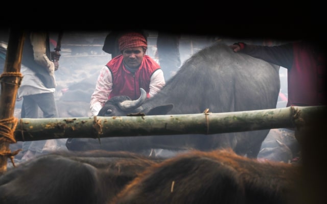 Kurban Hewan Massal di Nepal
