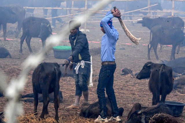Kurban Hewan Massal di Nepal