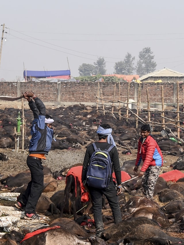 PTR, Kurban Hewan Massal di Nepal