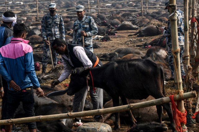 Kurban Hewan Massal di Nepal
