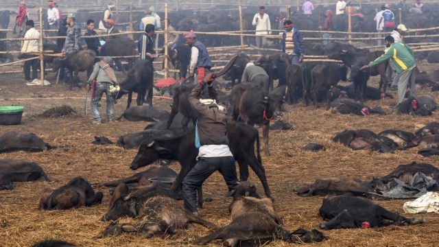 Kurban Hewan Massal di Nepal