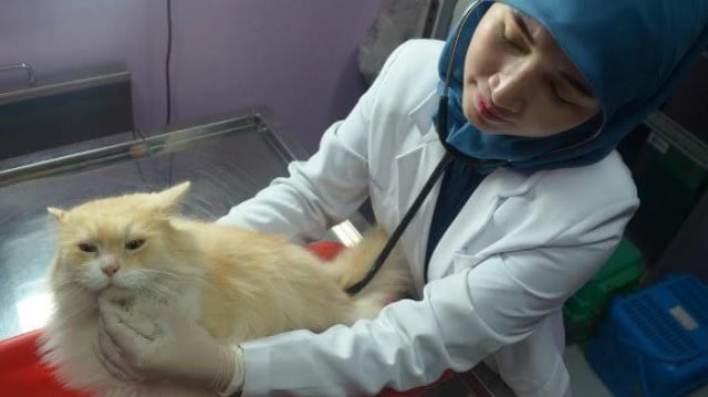 Penulis, saat lakukan praktik pemeriksaan kesehatan hewan piaraan kucing