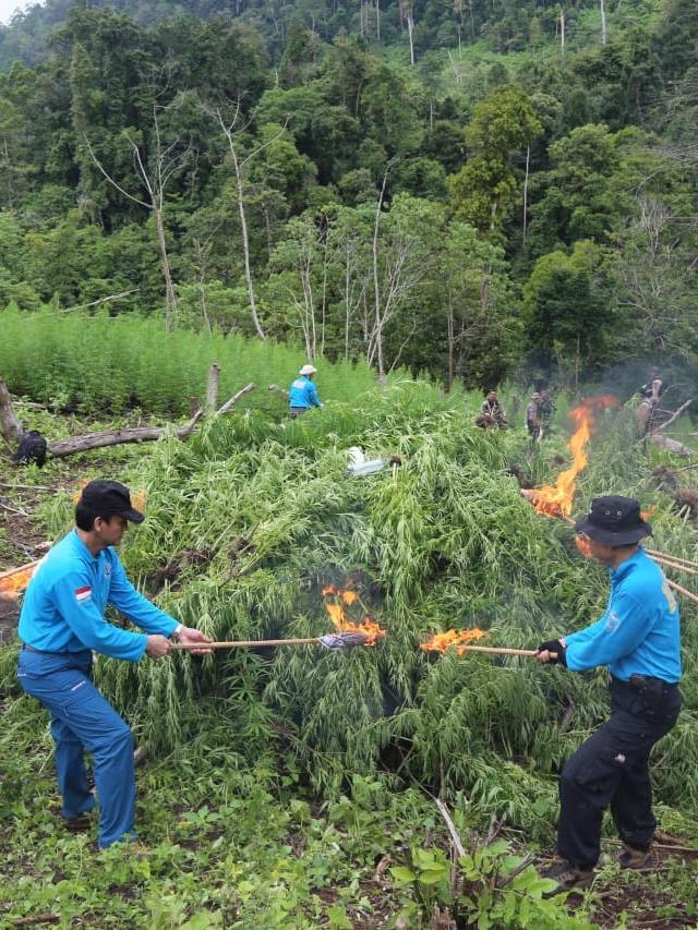 Pemusnahan ladang ganja seluas 4 hektar di wilayah perbukitan Desa Lambada, Kecamatan Seulimuem, Aceh Besar. Foto: Dok. BNN