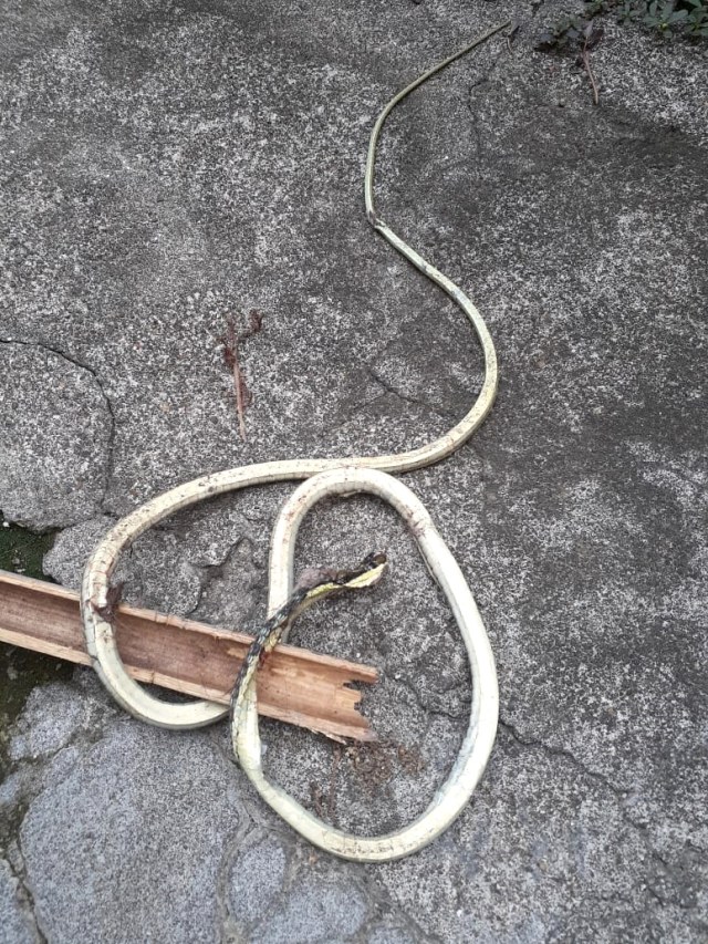 Seekor ular kobra ditemukan di pemukiman padat Jember. Foto: kumparan