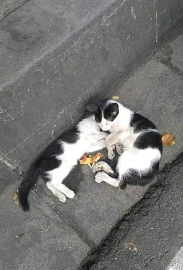 Seekor kucing membawakan makanan untuk saudaranya yang mati. (Foto: Instagram @makasar_info)