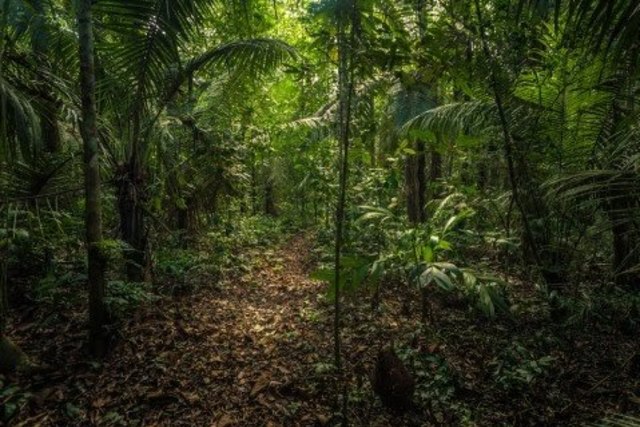 Ilustrasi hutan. Foto: Shutter Stock