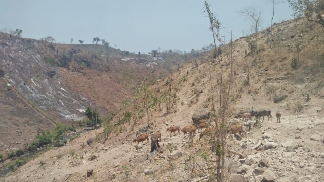 Kerusakan hutan Dompu. Foto: Info Dompu
