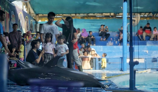 Foto: Sirkus Lumba-lumba di Palembang, Antara Polemik dan Edukasi (391597)
