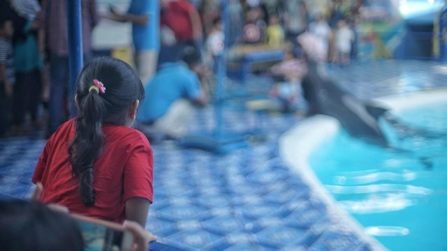 Foto: Sirkus Lumba-lumba di Palembang, Antara Polemik dan Edukasi (391599)