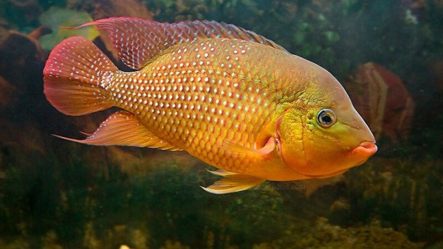 Ikan