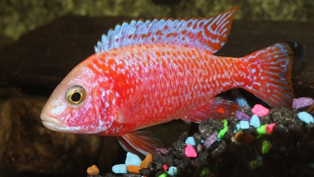 Ikan