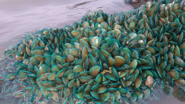 Tumpukan Kerang Hijau Muncul Tiba-tiba di Pesisir Karawang, Jawa Barat (284018)