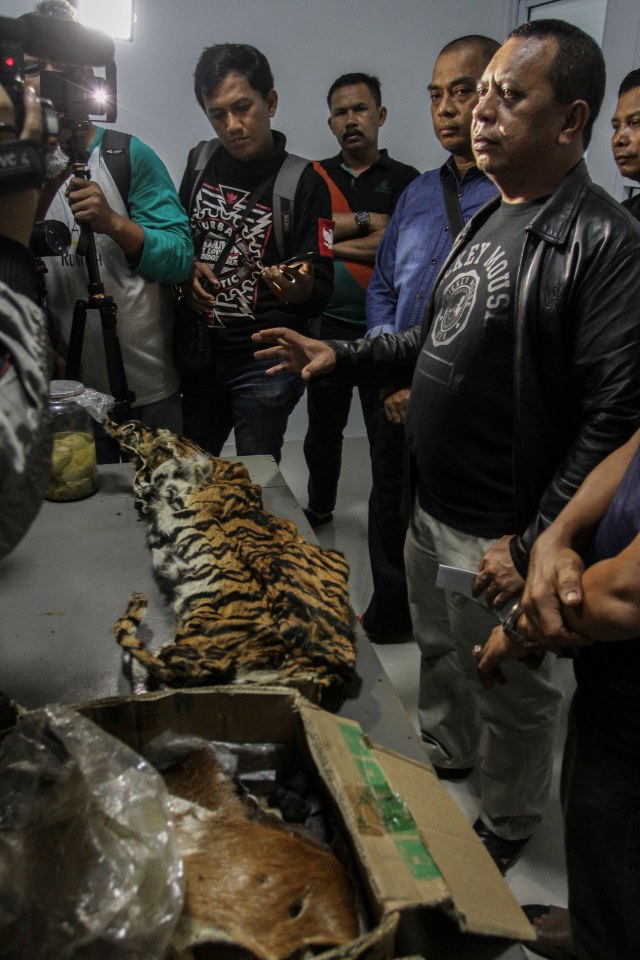 Penangkapan pelaku perdagangan dan perburuan Harimau Sumatera di Kantor Balai Pengamanan dan Penegakan Hukum Seksi Wilayah II Sumatera KLHK di Pekanbaru, Riau. Foto:  ANTARA FOTO/Rony Muharrman