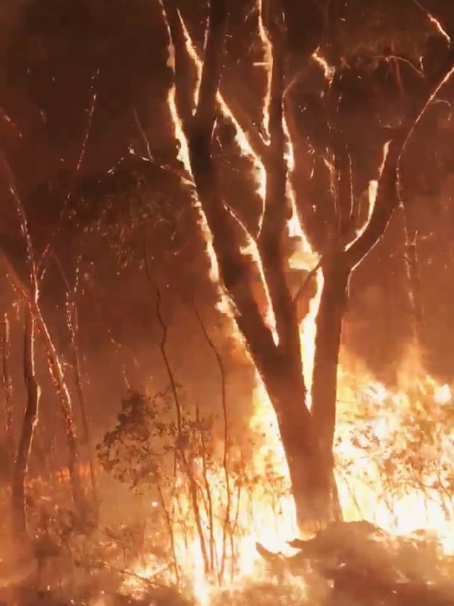 Kebakaran hutan di Dataran Tinggi Newnes, New South Walles, Australia. Foto: Gena Dray/ via REUTERS